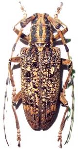 Pharsalia (Cycos) subgemmata