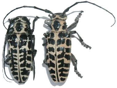 Plectrodera scalator