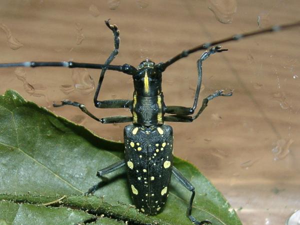 Psacothea hilaris hilaris