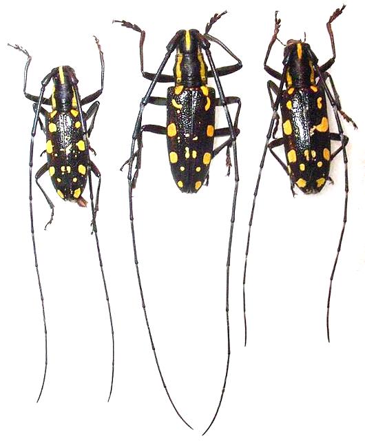 Psacothea hilaris yonaguniana