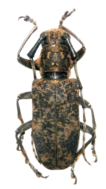 Pseudhammus myrmidonum 