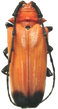 Thermonotus pasteuri