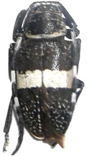 Agelasta (Agelasta) mediofasciata