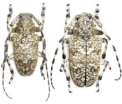 Coptops leucosticticus