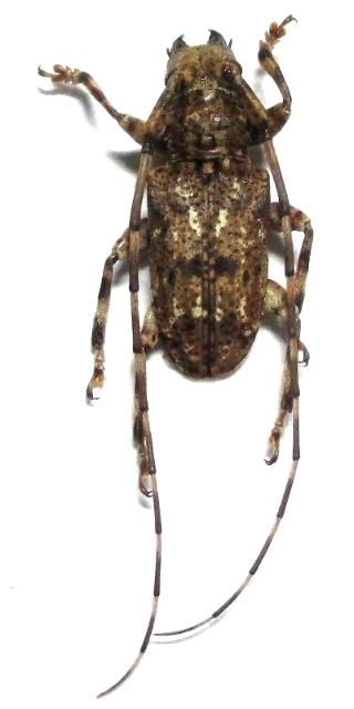 Mesosa (Saimia) pardina