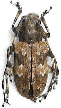 Agelasta (Dissosira) perplexa