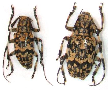 Agelasta (Dissosira) yonaguni subkonoi