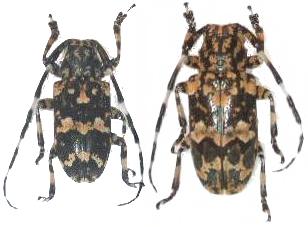 Agelasta (Dissosira) yonaguni similaris