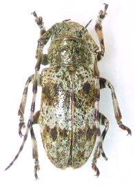 Pachyosa atronotata