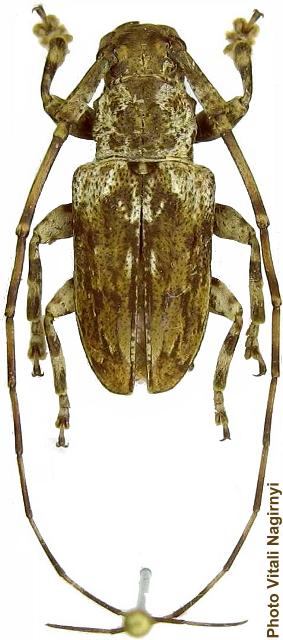 Mutatocoptops annulicornis