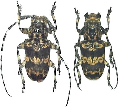 Pachyosa cervinopicta