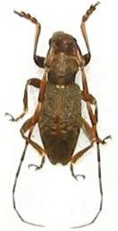 Dolophrades terrenus