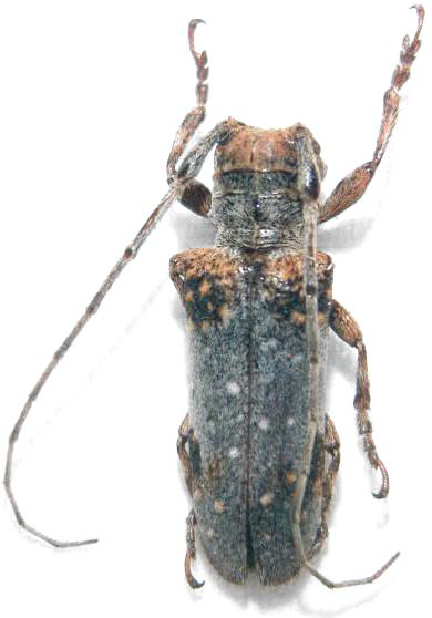 Oncideres rhodosticta