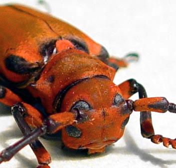 Ioesse sanguinolenta