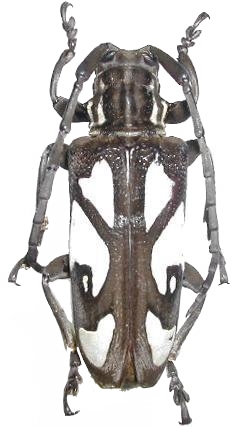 Calothyrza margaritifera