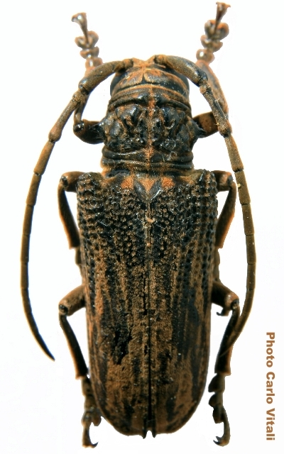 Homelix liturata 