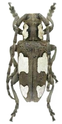 Mimocalothyrza bottegoi