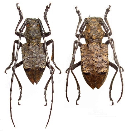 Mesechthistatus taniguchii