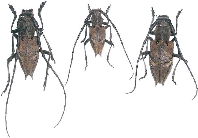 Mesechthistatus binodosus binodosus