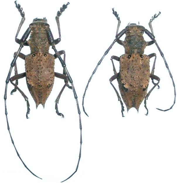 Mesechthistatus furciferus