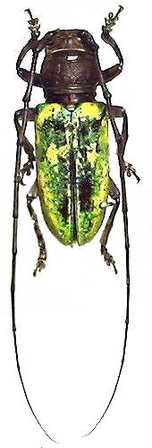 Prosopocera (Hierogyna) itzingeri