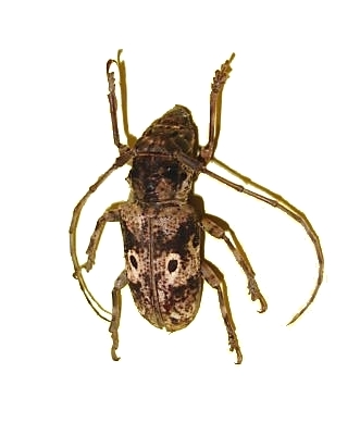 Prosopocera (Prosopocera) schoutedeni 