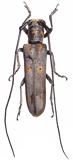 Prosopocera (Alphitopola) wahlbergi