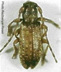 Acrepidopterum reseri