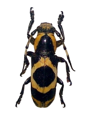 Callimetopus rhombifer