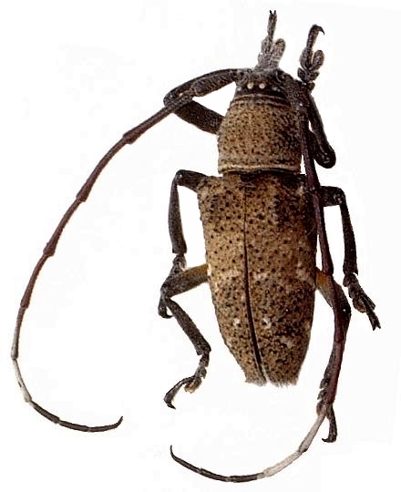 Eczemothea caenosa 