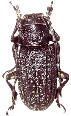 Penthea vermicularia