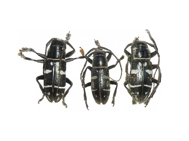 Pseudaprophata puncticornis 