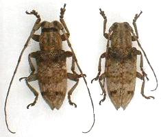 Pterolophia (Pterolophia) caudata