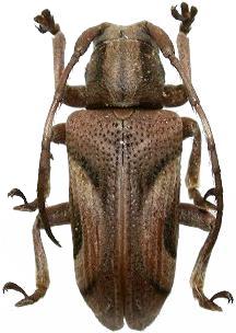 Pterolophia (Hylobrotus) formosana