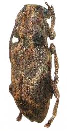 Pterolophia (Hylobrotus) tuberculatrix