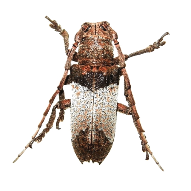 Rhytiphora (Saperdopsis) cinnamomea 