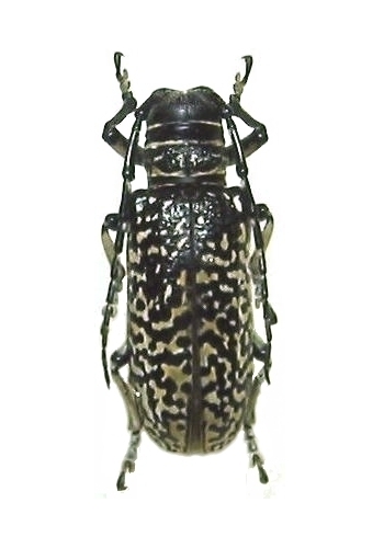 Rhytiphora (Rhytiphora) saundersi
