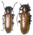 Anaesthetis anatolica