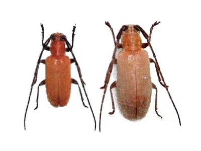 Penthides flavus flavus 