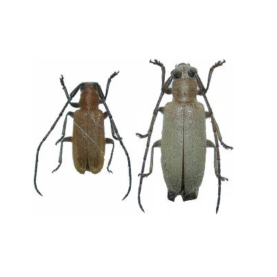 Penthides flavus multipubens