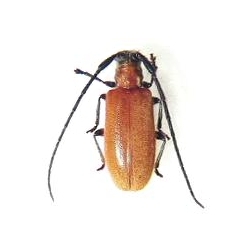 Penthides rufoflavus
