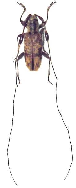 Rhodopina okinawensis