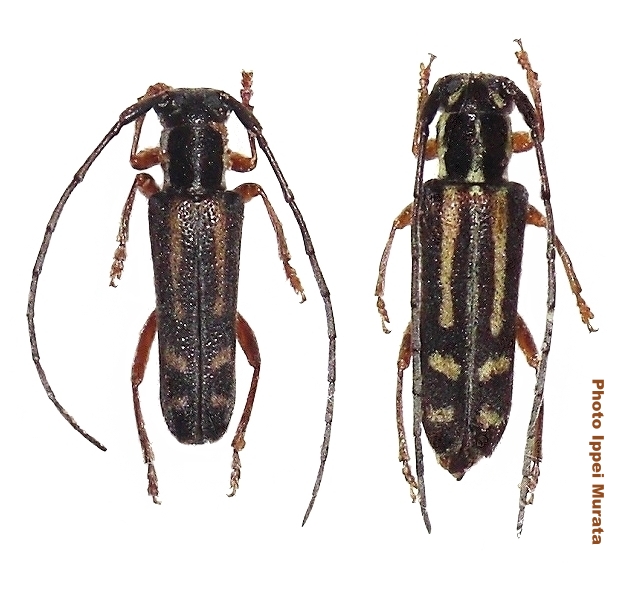 Epiglenea comes comes 