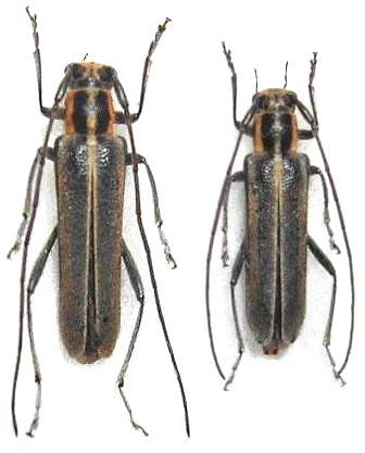 Stenostola trivittata