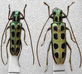 Pareutetrapha eximia