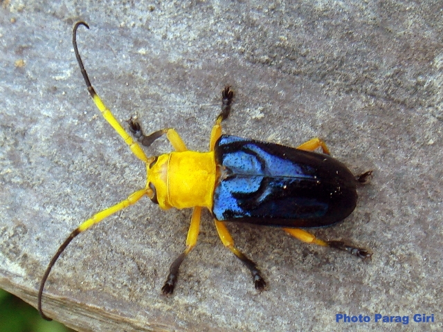 Glenea (Accolona) astathiformis