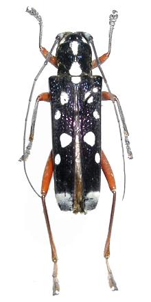 Glenea (Glenea) diana