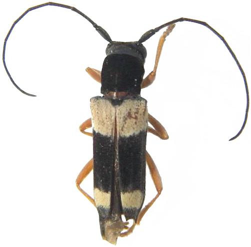 Glenea (Glenea) fasciata