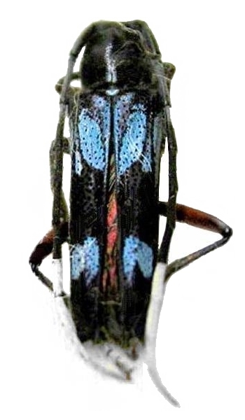 Glenea (Glenea) insignis