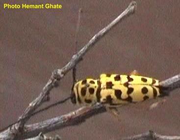 Glenea (Glenea) multiguttata